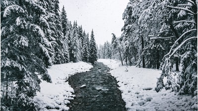 白雪覆盖的树木
